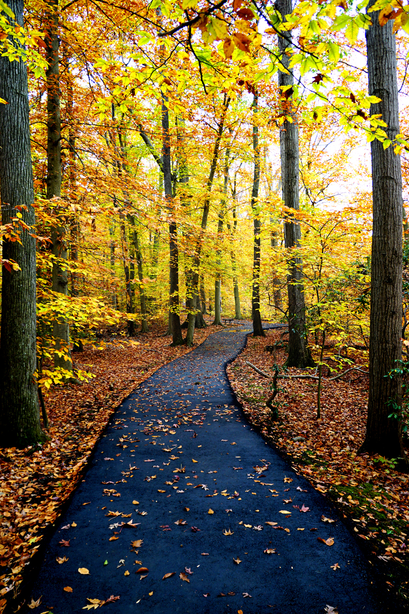 Autumn Path | Shutterbug